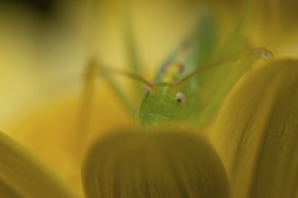 Oak bush cricket (Meconema thalassinum) adult insect on a garden yellow flower, England, United