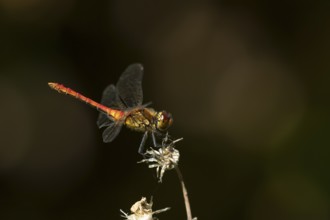 Common darter dragonfly (Sympetrum striolatum) adult insect resting on a flower seedhead in summer,