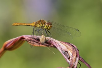 Ruddy darter dragonfly (Sympetrum sanguineum) adult insect resting on a lily flower in summer,