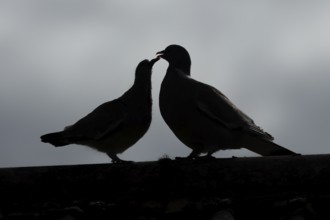 Wood pigeon (Columba palumbus) silhouette of two birds with a juvenile squab bird begging for food