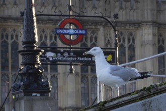 Herring gull (Larus argentatus) adult bird outside Westminster underground station, London,
