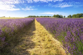 Lavender field near Grünstadt (Pfalz) ***The Gaul winery cultivates lavender and markets the