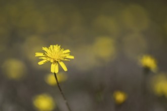 Hawkweed (Hieracium), Emsland, Lower Saxony, Germany