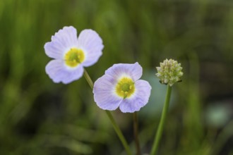 Hedgehog hose (Baldellia ranunculoides), Emsland, Lower Saxony, Germany