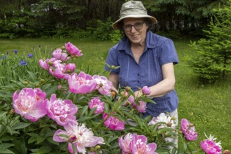 Woman and flowers, Woman taking care of peony flowers, Peonia sp, Region of La Mauricie, Province