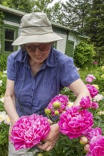 Woman and flowers, Woman taking care of peony flowers, Peonia sp, Region of La Mauricie, Province