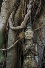 Bodhi tree, Ficus religiosa, wooden figure, Koh Phi Phi, Krabi, Andaman Sea, Thailand