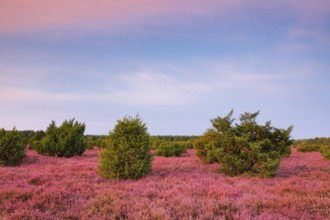 Juniper forest in the blooming southern heath near Schmarbeck, Lower Saxony, Germany