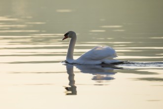 Mute swan on Lake Constance