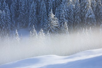 Freshly snow-covered spruce forest, Sattelegg, Schwyz, Switzerland