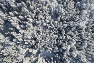 Bird's eye view of freshly snow-covered spruce forest, Sattelegg, Schwyz, Switzerland