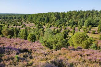 Trees and flowering heath at Steingrund in Lüneburg Heath nature park Park, Lower Saxony, Germany