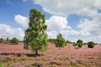 Birches and junipers in the blooming Lüneburg Heath, Lower Saxony, Germany