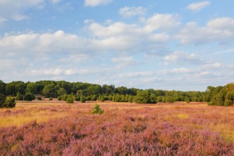 Trees and blooming heath near Oberhaverbeck in the Lüneburg Heath nature park Park, Lower Saxony,