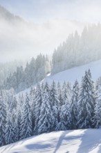 Freshly snow-covered spruce forest