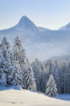 View of Sattelegg with Chöpfenberg in the background, Canton Schwyz, Switzerland