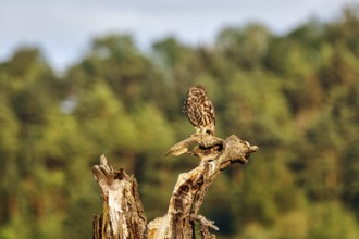 Little owl (Athene noctua) sitting on dead wood, Höxter, Weserbergland, North Rhine-Westphalia,