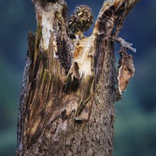 Little owl (Athene noctua) sitting on dead wood, prey in its beak, Höxter, Weserbergland, North