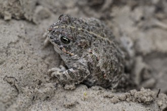 Natterjack toad (Epidalea calamita), Emsland, Lower Saxony, Germany