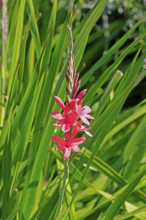 Watsonia borbonica, Cape horn lily, flower, flowering, Kirstenbosch Botanical Gardens, Cape Town,