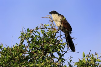 White-browed Cuckoo (Centropus superciliosus), adult, on tree, on guard, Kruger, Kruger National