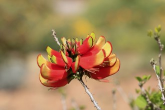 Erythrina acanthocarpa, Tambuki thorn, flowering, flowers, Karoo Desert Botanic Garden, Worcester,