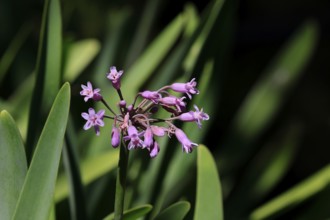 Tulbaghia simmleri, indoor garlic, flowers, flowering, Kirstenbosch Botanical Gardens, Cape Town,