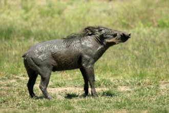 Warthog (Phacochoerus africanus), adult, after mudbath, running, Kruger, Kruger National Park,