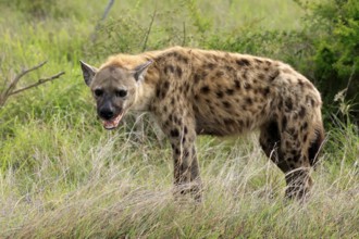 Spotted hyena (Crocuta crocuta), spotted hyena, adult, alert, Kruger, Kruger National Park, South