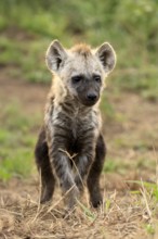 Spotted hyena (Crocuta crocuta), spotted hyena, young animal, alert, curious, Kruger, Kruger