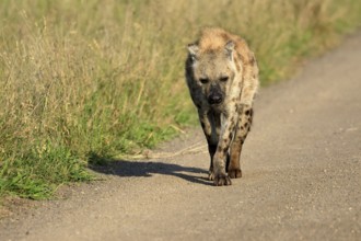 Spotted hyena (Crocuta crocuta), spotted hyena, adult, running, Kruger, Kruger National Park, South