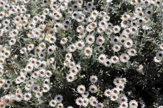 Syncarpha argyropsis, flowers, flowering, Kirstenbosch Botanical Gardens, Cape Town, South Africa