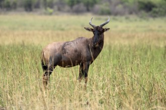 Half-moon antelope (Damaliscus lunatus), adult, alert, Kruger, Kruger National Park, South Africa