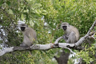 Vervet Monkey (Chlorocebus pygerythrus), adult, sitting, two, tree trunk, Kruger, Kruger National