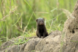 Dwarf mongoose (Helogale parvula), adult, termite mound, burrow, alert, Kruger, Kruger National