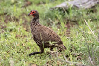 Swainson's francolin (Pternistis swainsonii), adult, running, foraging, Kruger, Kruger National