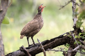 Swainson's francolin (Pternistis swainsonii), adult, on wait, calling, Kruger, Kruger National
