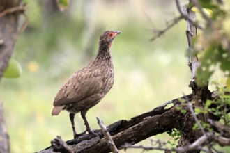 Swainson's francolin (Pternistis swainsonii), adult, alert, perch, Kruger, Kruger National Park,