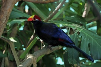 Shield turaco (Tauraco violaceus), adult, on tree, vigilant, South Africa