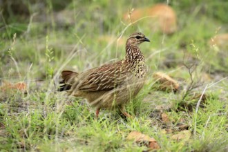 Crested Francolin (Ortygornis sephaena), adult, on the ground, alert, foraging, Kruger, Kruger