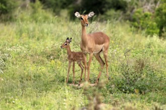 Black heeler antelope (Aepyceros melampus), impala, adult, female, young animal, mother with young