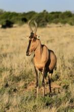 Red hartebeest (Alcelaphus buselaphus caama), Kaama, adult, alert, foraging, Mountain Zebra
