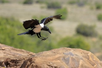 Shield raven (Corvus albus), adult, flying, Mountain Zebra National Park, South Africa