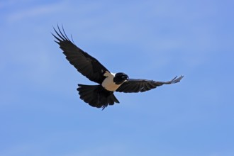 Shield raven (Corvus albus), adult, flying, calling, Mountain Zebra National Park, South Africa