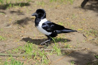 Shielded raven (Corvus albus), adult, on ground, running, alert, Mountain Zebra National Park,