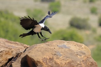 Shield raven (Corvus albus), adult, flying, landing, Mountain Zebra National Park, South Africa