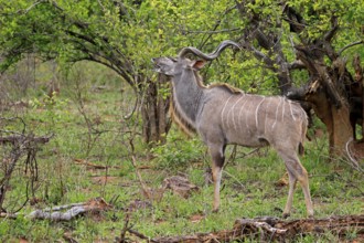 Zambezi Greater Kudu (Tragelaphus strepsiceros zambesiensis), adult male, foraging, Mountain Zebra