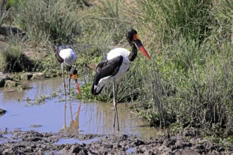 Saddle-billed stork (Ephippiorhynchus senegalensis), adult, foraging, in the water, Kruger, Kruger