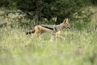 Black-backed jackal (Lupulella mesomelas), adult, alert, stalking, foraging, Kruger, Kruger