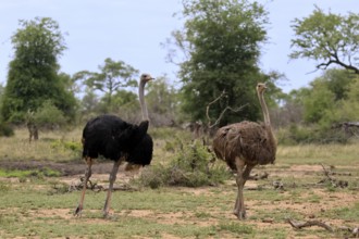 South African ostrich (Struthio camelus australis), adult, pair, male, female, running, foraging,